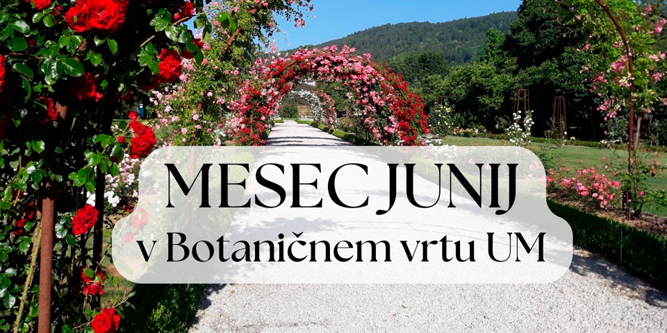 Junij v Botaničnem vrtu UM Junij v Botaničnem vrtu UM