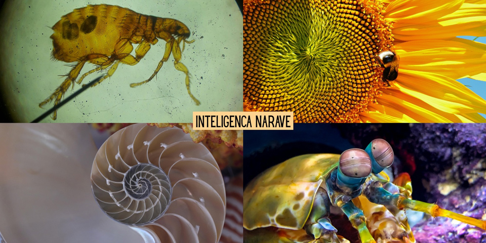 Inteligenca narave Inteligenca narave