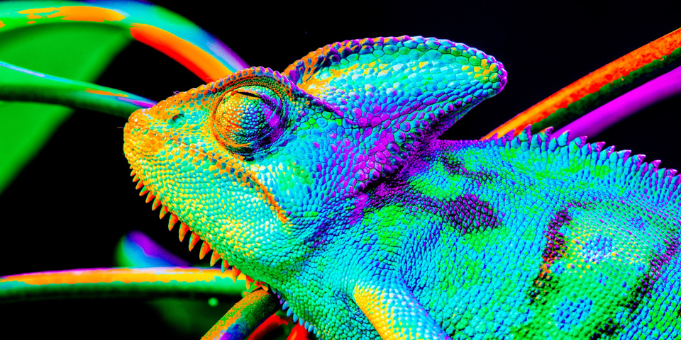 MEDNARODNI SEJEM EKSOTIČNIH ŽIVALI SLO-EXO MEDNARODNI SEJEM EKSOTIČNIH ŽIVALI SLO-EXO