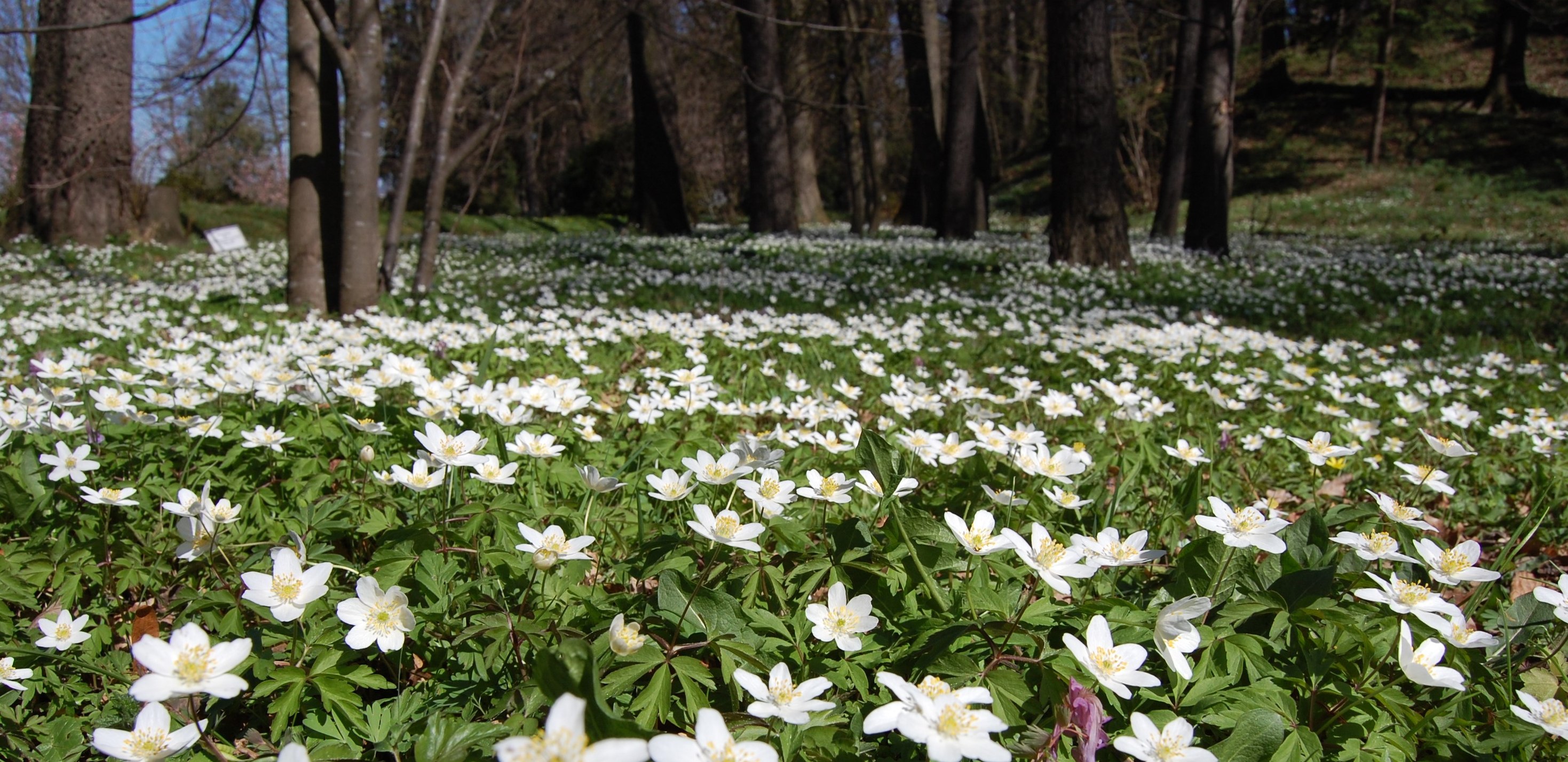 BOTANIČNI VRT UNIVERZE V MARIBORU IN ETNOBOTANIKA / Festival sprehodov 2026