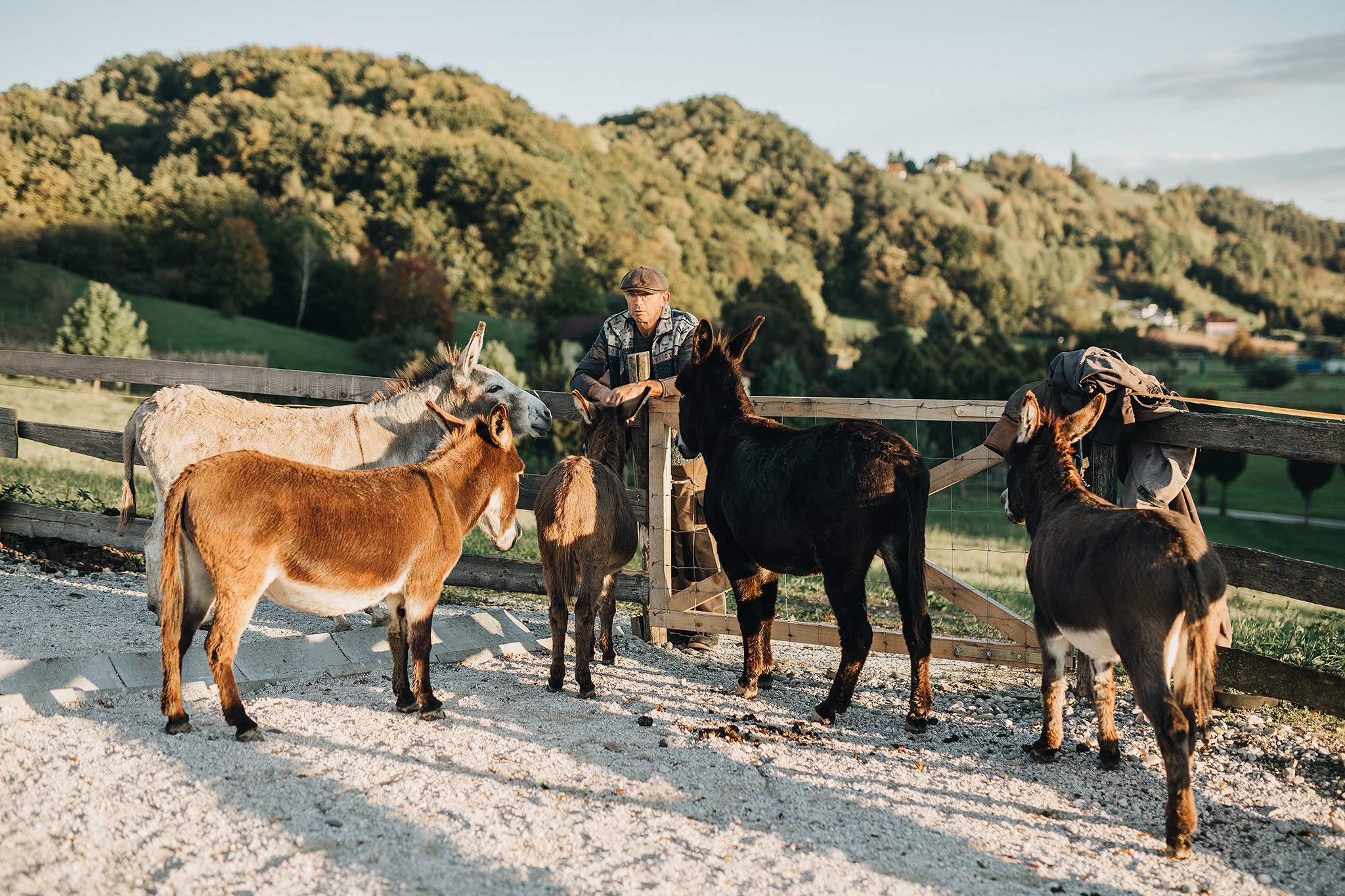Voden ogled posestva in druženje z živalmi