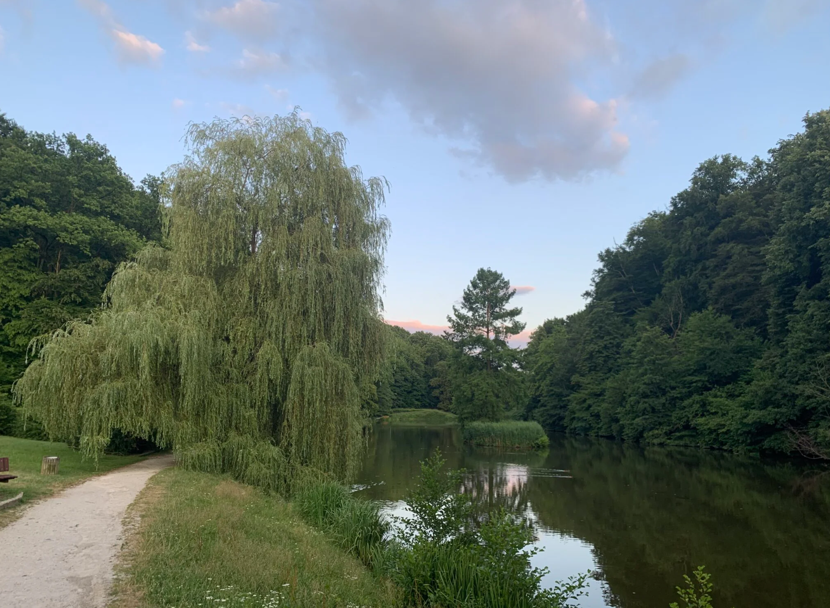 Pot po medovitih drevesih Maribora