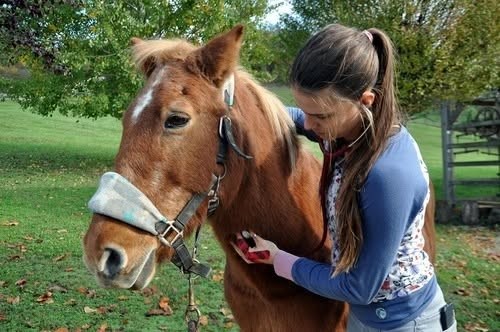 Veterinarska delavnica za otroke (8+) Veterinarska delavnica za otroke (8+)